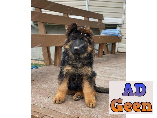 used German Shepherd pure breed potty trained and kci registered. whatsaap 8019630452 for sale 
